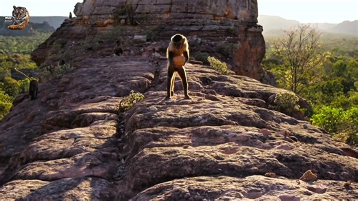 8.5M views · 195K reactions | Capuchin Monkeys, Wild Animal Hindi, #documentary #wildanimals #wildlife #hindi | Wild Animals Hindi | Facebook