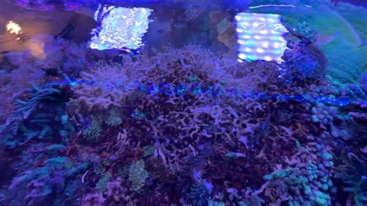Another section of my reef got cleaned out. I thought I’d show you a few seconds of the process. This area is mostly birdsnest coral skeleton. The reef reset is happening one session at a time. This was my third assault, which has improved flow and allowed more light to penetrate down below. I still have plenty to do, but I’m starting to see progress. Over the past week I’ve added 21 new frags, courtesy two care packages that came my way. 🥰 The fish will have more room to explore tonight. #reef