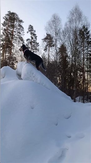 🐺😁 Дозор/ Australian cattle dog