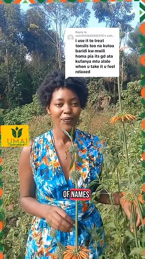 An amazing local herb for fibroids, cyst, fertility, and pain | Umai Naturals