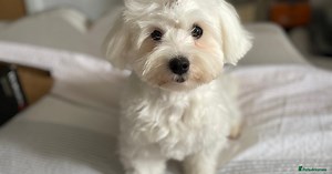 Loving dog Winter looking for her forever home for sale in Bourne | Pets4Homes