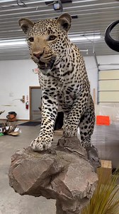 53K views · 1.6K reactions | #thewildlifegallery | The Wildlife Gallery | Facebook