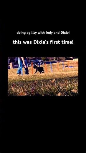 pole weaving agility! #dogagility #agility #subscribe #training #cutepuppy #obstaclecourse ￼