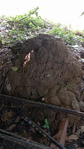 like a large mountain, a termite nest is built from the ground