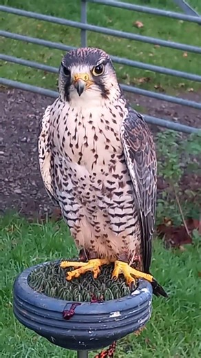 LANNER FALCON PERCHED (MALE LANNER-LANNERETTE)