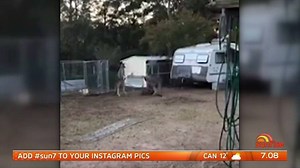 271K views · 3K reactions | Here’s the wild moment a wombat walked under a fight between two kangaroos... #Straya  | Sunrise | Facebook