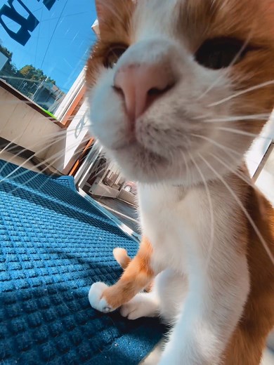 Il nostro ultimo viaggio in Giappone in versione ｆｕｔｕｒｅｆｕｎｋ Roadtrip nel Kyushu isole di Goto 🇯🇵 non i soliti posti! | Human Safari