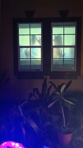 Halloween Zombie Window Projection