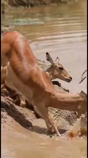 This Bear Mother Stood Between Her Cubs and Death