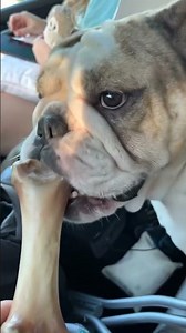 Gave dog bone ￼