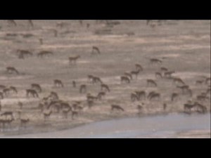 Tens of thousands of migrating Tibetan antelope filmed crossing a river