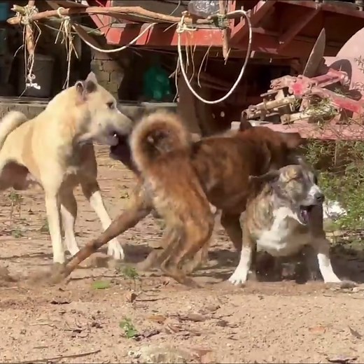 1.8M views · 1K reactions | Stop fighting Dog | Monkey SoLo | Facebook
