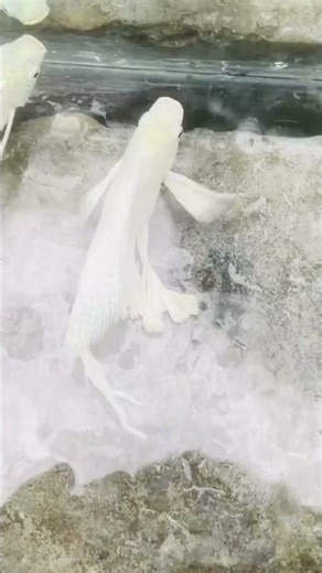 big size moly fish #foryou #planetaquarium #aquarium