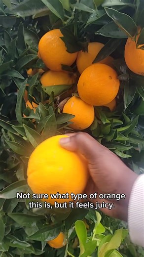 This Farmer Uses Woodchips Only #backtoeden #gardening #