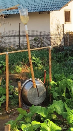 The homemade lever bird repelling device created by the vegetable farmer