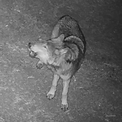 CA Dept. of Fish & Wildlife on Instagram: "Turn up the volume to hear an iconic sound of the wild! These wolves are part of the pack discovered this summer in Tulare County which will now be called the Yowlumni Pack. The pack was found in the Sequoia National Forest in proximity to the Tule River Tribe of California’s reservation and ancestral lands. CDFW is honored to partner with the Tribe on formally naming the pack. Wolves howl as one form of communication with one another and often howl to 