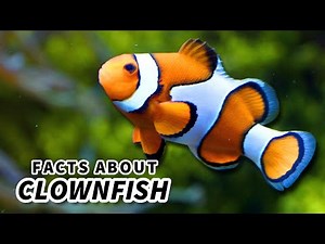 Clownfish Facts: the FISH from FINDING NEMO (sort of) 🐠