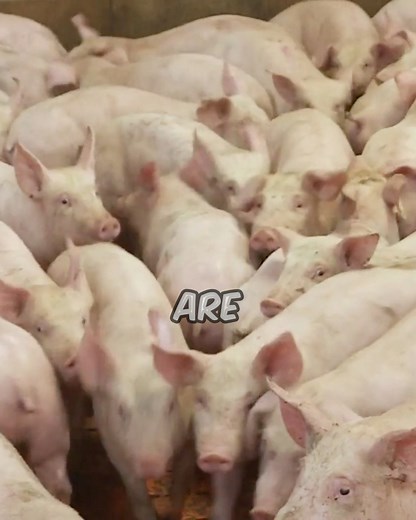 462K views · 6K reactions | Random Facts That Will Shock You 勞 We explore a series of surprising and bizarre facts #interestingfacts | Rare Viral Facts | Facebook