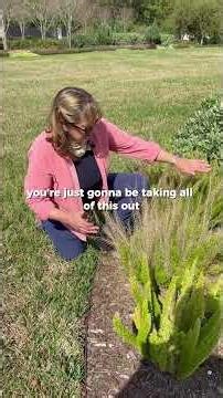 Recovering Foxtail Fern After the Florida Freeze