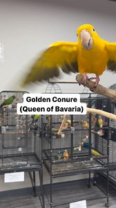 2.1K views · 184 reactions | So many beautiful species! #redfrontedmacaw #greencheekconure #buffonmacaw #camelotmacaw #scarletmacaw #goldenconure #whitebelliedcaique #rosebreastedcockatoo #cockatoo #cockatoos #macaw #macaws #caique #caiques #conure #conures #cuteparrot #cuteparrots #cutebirds #cuteanimals #happyparrot #parrot #parrots #parrotlife #loveparrots #parrotlove #parrotsofinstagram #parrotsofig #parrotstars #parrotstarsarlingtonheights | Parrot Stars | Facebook