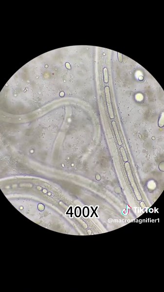 Tomato Under a Microscope: Exploring Nature's Detail