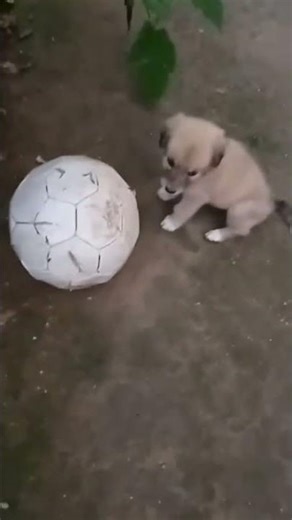 1.5month Pluto playing with a ball🐶⚾