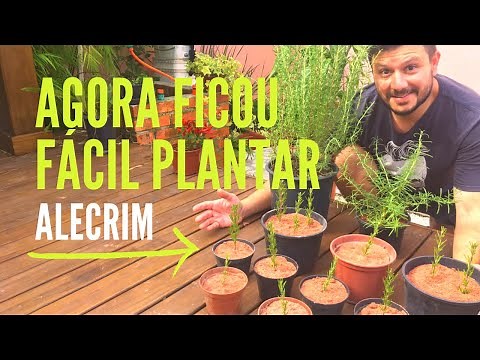ALECRIM - DESDE COMO CULTIVAR ATÉ EFEITOS MEDICINAIS