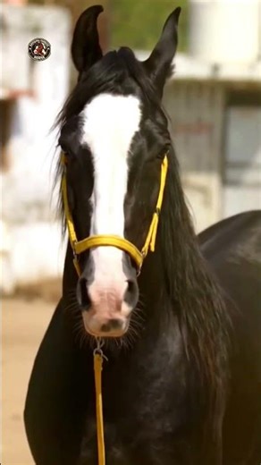 The Majestic Panchkalyan Black Beauty 🖤 Stunning Indian Horse #Shorts #desihorses