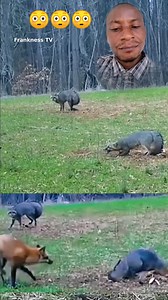 925K views · 5.5K reactions | Raccoons are intelligent, strong animals with sharp claws for defense In the wild, they would flee from predators like a fox, but these two appear restrained, forcing them to stand their ground instead of escaping #RaccoonFacts #FoxVsRaccoon #WildlifeEducation #NatureExplained | Frankness. Tv | Facebook