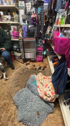 Midspirit Discount Equestrian on Reels