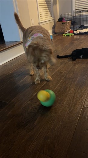 One of Coco’s favorite toys🩷 | Happy Tails on Happy Trails, LLC