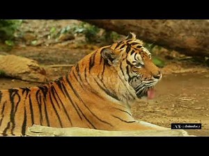 The Tiger King Full Movie In English