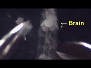 Dissection of a fruit fly larva for single-unit recording from the primary sensory neuron