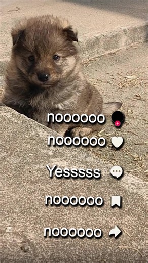 Understanding Emotional Support: How Dogs Help Mental Health