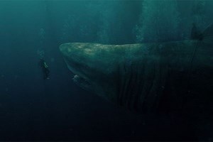 Films de requins : le top des meilleurs films de requins