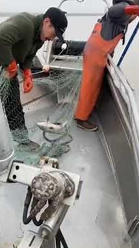 How Salmon Gillnetting works