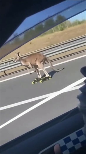 La drôle de course-poursuite entre les policiers et ce kangourou | Le monde part en cacahuète