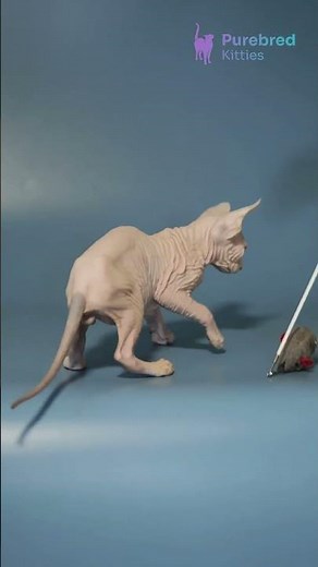 Meet Elf: Canadian Sphynx Kitten Blue Harlequin Beauty with Brilliant Blue Eyes ✨ #CanadianSphynx