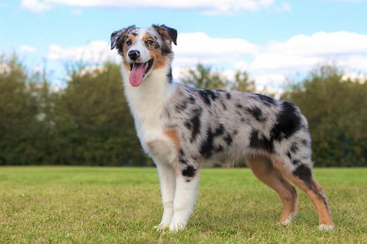 Short-Haired Australian Shepherd: Everything You Need to Know