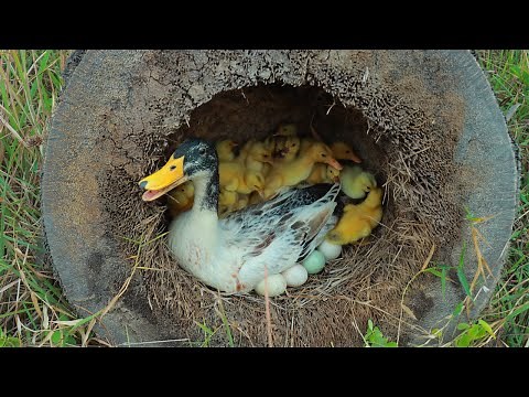 Amazing! 40Yellow Ducklings Hatching From Eggs _ Meet Duck Nest Hatching a Lot Of Baby Ducks