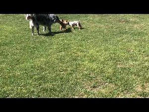 Yorkie attacks Australian Shepherd
