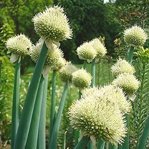 CHUXAY GARDEN Allium Fistulosum Seed 50 Seeds Edible Green Onion Non-GMO Scallion Seasoning Culinary Plants