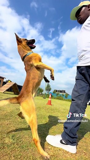 Belgian Malinois Dog Training Techniques
