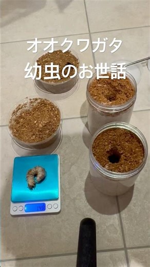 【オオクワガタ】幼虫を菌糸ビンヘ！材割から約2ヶ月