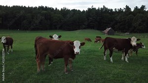 Cow herd in a field at an organic modern free range farm where animals are treated ethically and with care and respect
