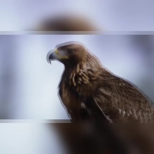 #cree #creelanguage #creesyllabics #creesyllabicdesigns #syllabics #native #nativetiktok #nativetiktoks #nehiyaw #nehiyawewin #plainscree #woodlandcree #metis #aptn #uofa #goldeneagle