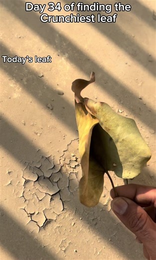 Enjoying the Satisfying Sound of Leaf Crunching