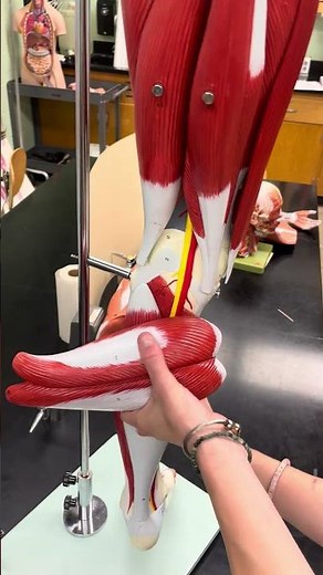 Muscles of the Posterior Leg