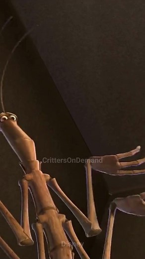 1.7K views · 50 reactions | #walkingsticks #walkingstick #stickbug #stickbugged #camouflage #insect #insects #insectfacts #nature #naturelovers The Australian Walking Stick Insect, with its incredible ability to mimic various forms, takes the art of disguise to a whole new level. From mimicking a seed to an ant and finally a leaf, this insect's life is a fascinating journey of transformation. | Critters On Demand | Facebook