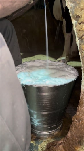 Tiwari Dairy Farm on Instagram: "Cows lovers 🐄 ❤️🥷🏻@tiwari_dairy_farm . . . . . . . . . . . #trending #viralvideos #dairyfarm #design #deirymaster deirylook deiryspeixoto desibalak desibalak💪❤️👑 instagood instadaily instalike instagram explore deirybusiness explorepage explore more tech techhouse contentcreator foryou foryoupage sapna mehant boyslife badtime halat sapnatrendingsong❤"